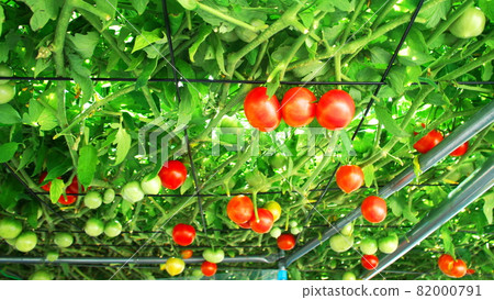 Tomorrow forest of Ekorin village 82000791