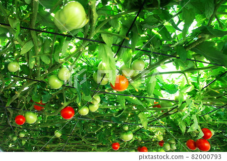 Tomorrow forest of Ekorin village 82000793