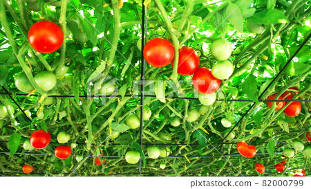 明天森林的Ekorin村 82000799