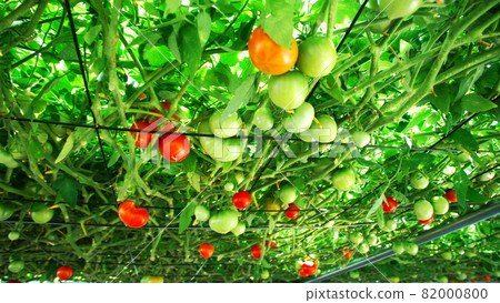 Tomorrow forest of Ekorin village Tomorrow forest of Ekorin village 82000800