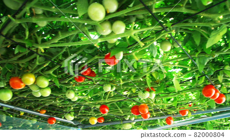 Tomorrow forest of Ekorin village 82000804