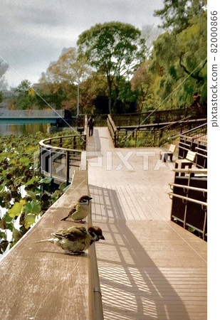 兩個Zuzume在池塘的欄杆上並肩跳躍的風景,大阪,服部綠地 兩個Zuzume在池塘的欄杆上並肩跳躍的風景,大阪,服部綠地 82000866
