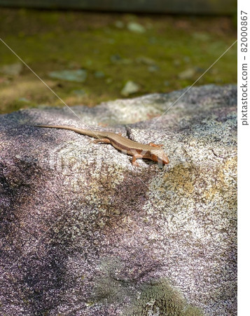 在日本花園的岩石上曬日光浴的成年日本蜥蜴 在日本花園的岩石上曬日光浴的成年日本蜥蜴 82000867