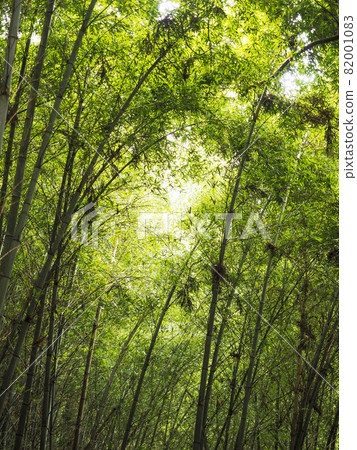 Bamboo bush that shines green Bamboo bush that shines green 82001083