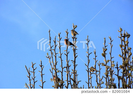 Birds perched at the tip of the trees in early spring 82001084