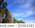 Lined pine trees and sunny sky 82001085
