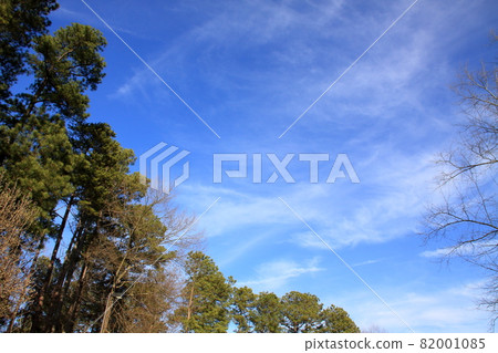 Lined pine trees and sunny sky 82001085