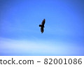 Black kite gliding high in the sky 82001086