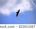 Black kite gliding high in the sky 82001087
