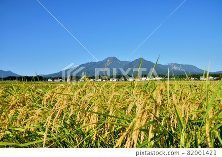 Rice ears hanging down and Mt. Myoko 82001421
