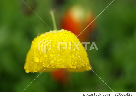 Poppy 82001425