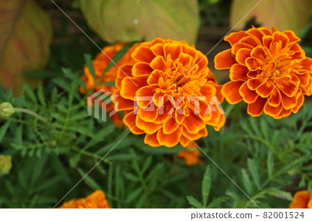 Marigold Marigold 82001524