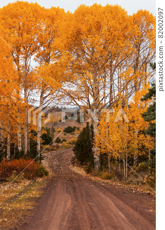 Autumn road 82002097