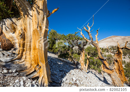 Ancient tree 82002105