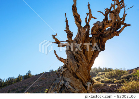 Ancient tree 82002106