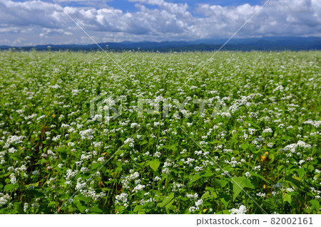 Oguni, Kumaguramachi, Kitakata City, Fukushima Prefecture Buckwheat flowers and blue sky in a buckwheat field along the Oguni Panorama Line Oguni, Kumaguramachi, Kitakata City, Fukushima Prefecture Buckwheat flowers and blue sky in a buckwheat field along the Oguni Panorama Line 82002161