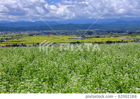 View of buckwheat flowers and Aizu basin in the buckwheat field along the Oguni panorama line in Kumaguramachi Oguni, Kitakata City, Fukushima Prefecture 82002168
