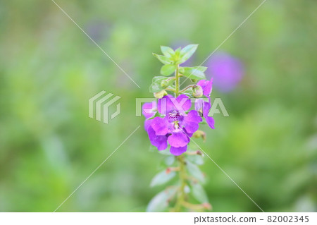 Angelonian flowers Angelonian flowers 82002345