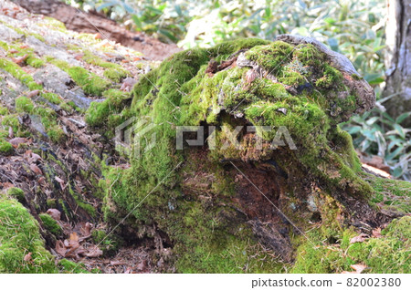 Fallen trees / moss (Oku-Nikko / Senjogahara / Nikko City, Tochigi Prefecture) 82002380