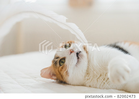 貓在室內玩玩具 82002473