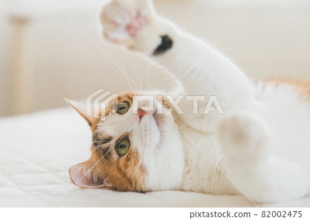 貓在室內玩玩具 82002475