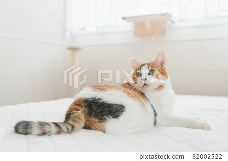 Cat playing with toys indoors 82002522