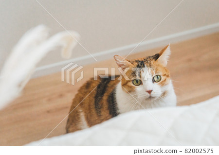 Cat playing with toys indoors Cat playing with toys indoors 82002575