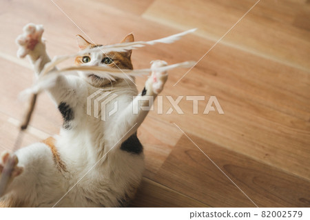 Cat playing with toys indoors Cat playing with toys indoors 82002579