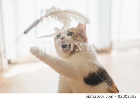 Cat playing with toys indoors 82002582