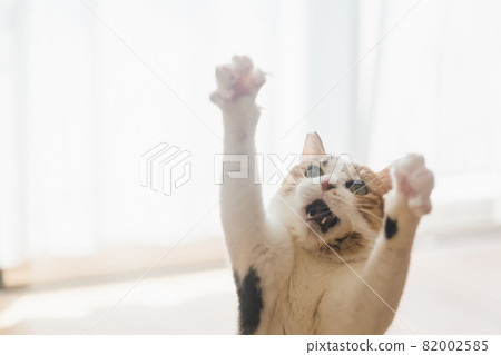 Cat playing with toys indoors Cat playing with toys indoors 82002585
