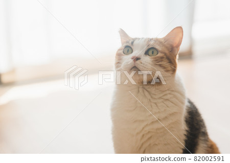 貓在室內玩玩具 82002591