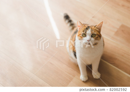 貓在室內玩玩具 82002592