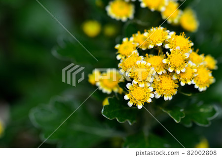 菊花，秋天盛開的花朵的代表 82002808