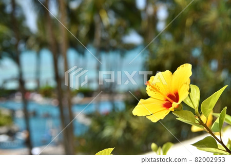 Holidays in Hawaii 82002953