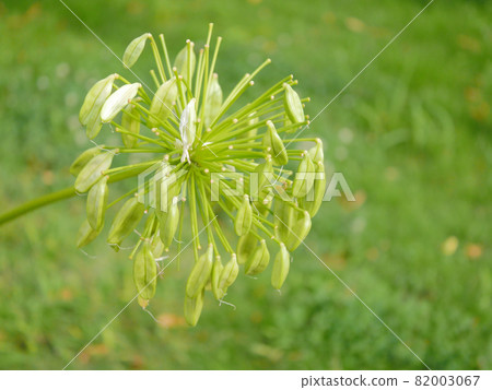 Agapanthus 7 species Agapanthus 7 species 82003067