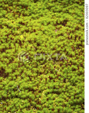 Moss in the garden 82003097