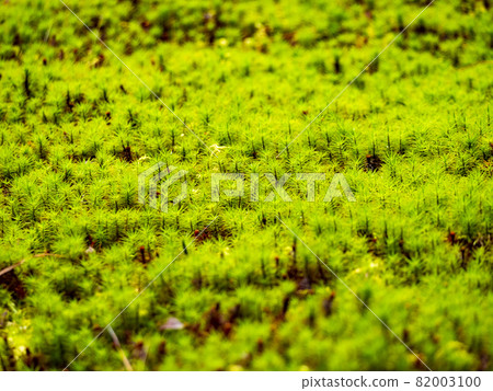 Moss in the garden 82003100