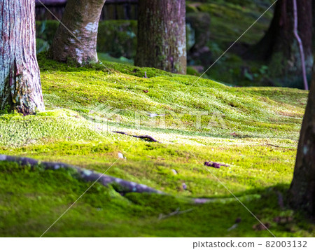 在花園裡的苔蘚 82003132