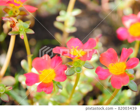 Portulaca 3 red 82003439