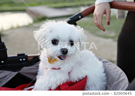 puppy puppy 82003645