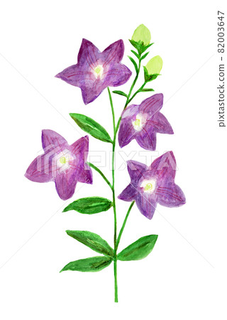 Watercolor illustration of purple bellflower Watercolor illustration of purple bellflower 82003647