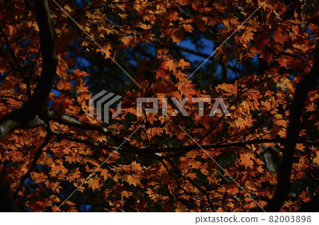 Autumn leaves / silhouette (Oku-Nikko / Senjogahara / Nikko City, Tochigi Prefecture) Autumn leaves / silhouette (Oku-Nikko / Senjogahara / Nikko City, Tochigi Prefecture) 82003898