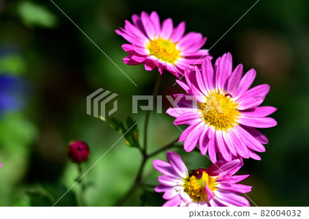 Chrysanthemum, the representative of flowers that bloom in autumn 82004032