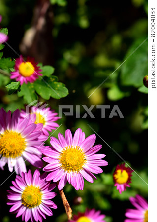 Chrysanthemum, the representative of flowers that bloom in autumn 82004033