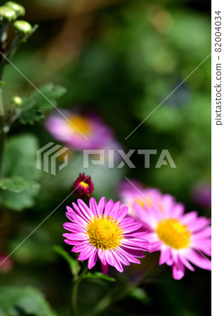 Chrysanthemum, the representative of flowers that bloom in autumn Chrysanthemum, the representative of flowers that bloom in autumn 82004034