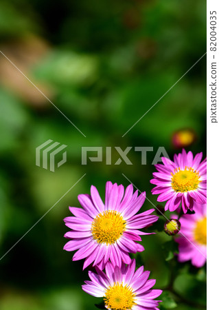 Chrysanthemum, the representative of flowers that bloom in autumn 82004035