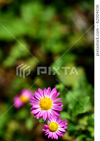 Chrysanthemum, the representative of flowers that bloom in autumn Chrysanthemum, the representative of flowers that bloom in autumn 82004036