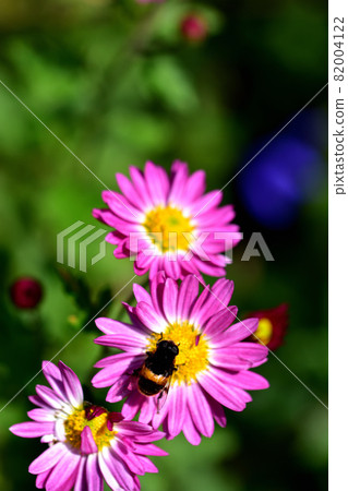 菊花,秋天盛開的花朵的代表 菊花,秋天盛開的花朵的代表 82004122