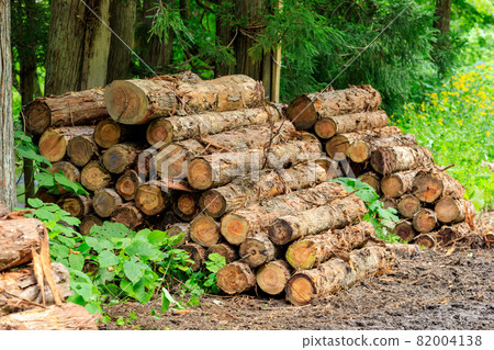 Cut down cedar wood image 82004138