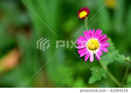 Chrysanthemum, the representative of flowers that bloom in autumn Chrysanthemum, the representative of flowers that bloom in autumn 82004150
